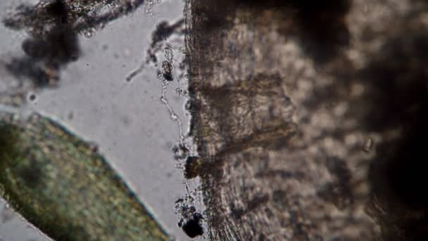 Het eten van het rottende lijk van een mijt door aaseters micro-organismen — Stockvideo