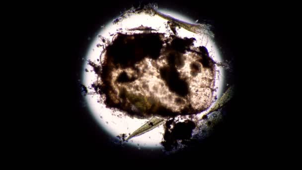 En stor koloni av asätare mikroorganismer äter en död sönderfallande kvalster timelapse — Stockvideo