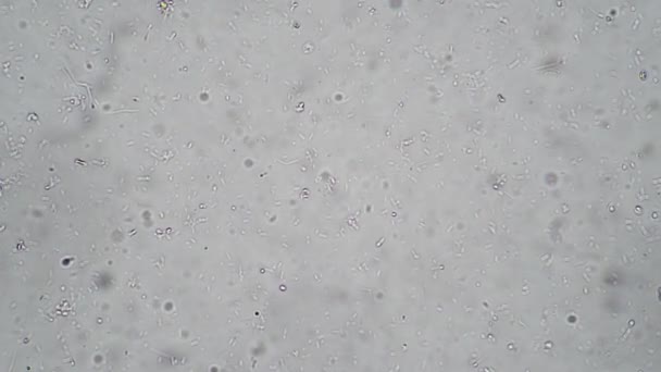 Microcosmic fundo branco de bactérias e micróbios de vários protozoários — Vídeo de Stock