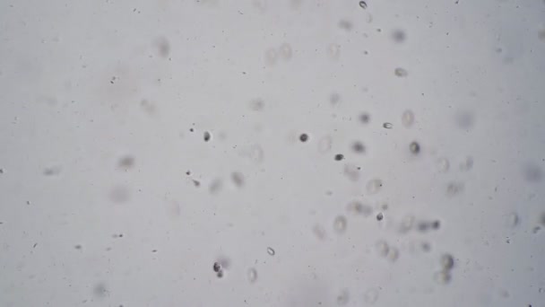 Большое количество примитивных микроорганизмов инфузории на белом фоне — стоковое видео