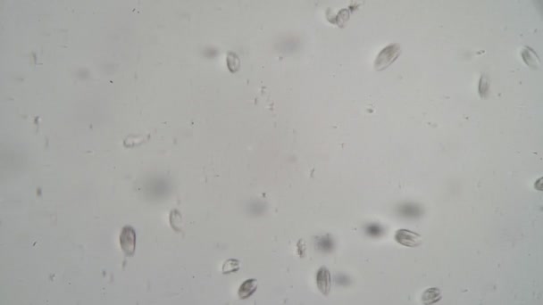 Большая группа микроорганизмов на белом фоне — стоковое видео