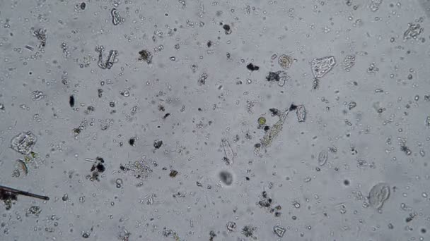 Biologische achtergrond van een microkosmos met protozoaire micro-organismen op een witte achtergrond — Stockvideo