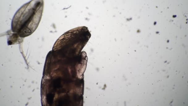 Daphnia en de muggenlarve liggen naast elkaar in de microscoop — Stockvideo