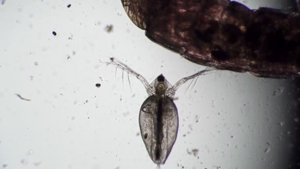 Дефекация микроорганизма крупным планом из пруда Дафнии — стоковое видео