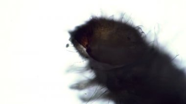 Larva bir ev hayvanı Eczane böceği gıda enfeksiyonu