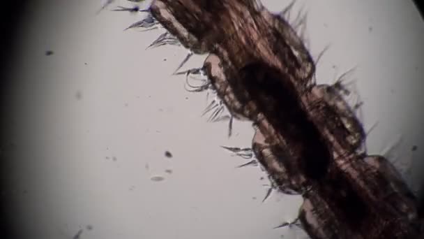 Naaldlichaam van een bloedworm Chironomidae beweegt zich in vuil water close-up in de microscoop — Stockvideo