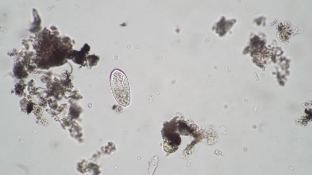 Infusoria ovale da acqua di fiume sotto un microscopio — Video Stock