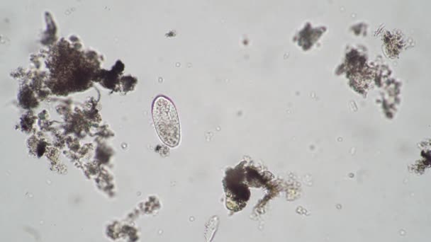 Infusoria oval de água de rio abaixo de um microscópio — Vídeo de Stock