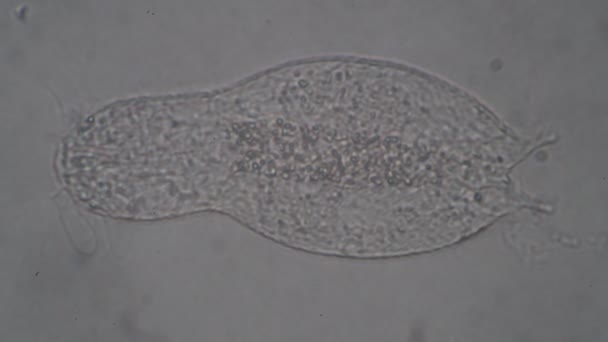 蠕虫Gastrotricha特写中的代谢过程 — 图库视频影像