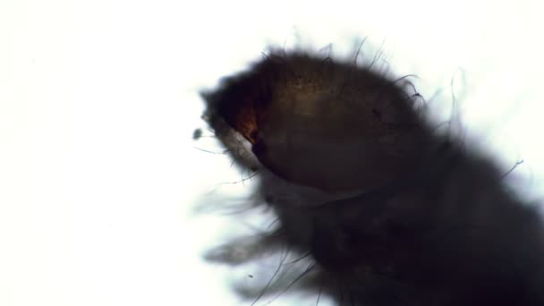 Grande larve un ravageur domestique Le scarabée de la pharmacie infectant les aliments — Video