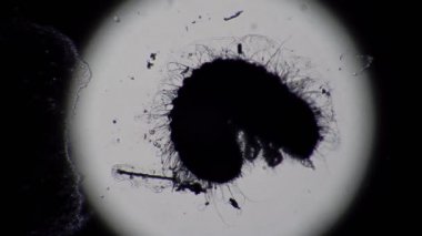 Evcil bir parazit larvası Eczane böceği zaman ayarlı