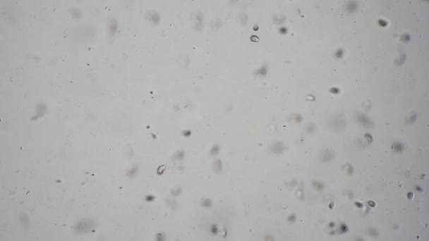Snabb rörelse protozoan infusoria på en vit bakgrund tid förflutit — Stockvideo