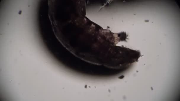 ワームの暗い半透明のシルエットは、顕微鏡で汚れた水のクローズアップに移動します。 — ストック動画