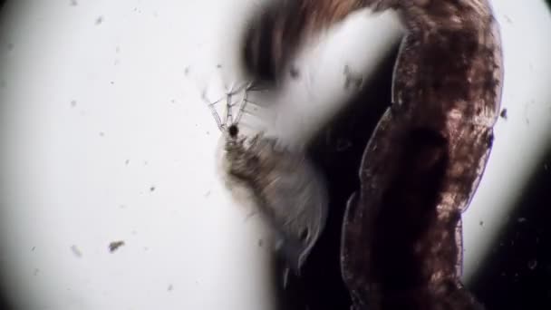 Une grande larve de moustiques Chironomidae déplace une petite Daphnia dans différentes directions 