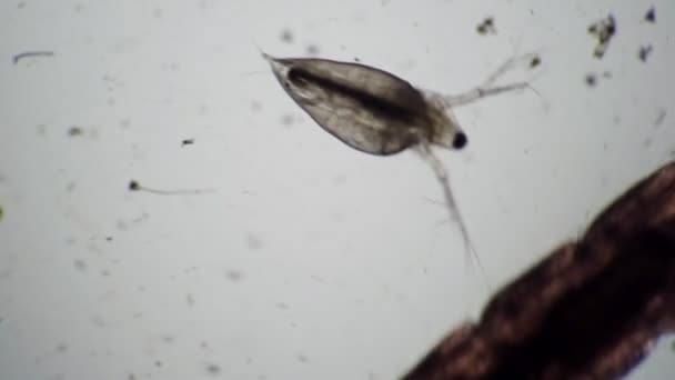 Polilla crustácea Daphnia junta en un microscopio — Vídeos de Stock
