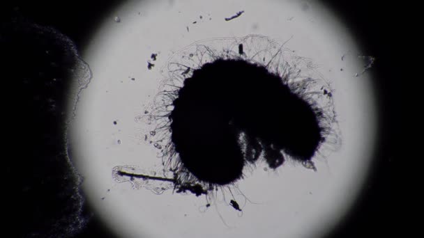 Личинка домашнего паразита Аптечный жук со временем — стоковое видео