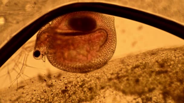 Daphnia-kräftdjur i en droppe vatten under mikroskop — Stockvideo