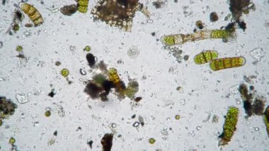 Büyük yuvarlak bir infusoria yiyecek aramak için mikro evrende hareket eder.