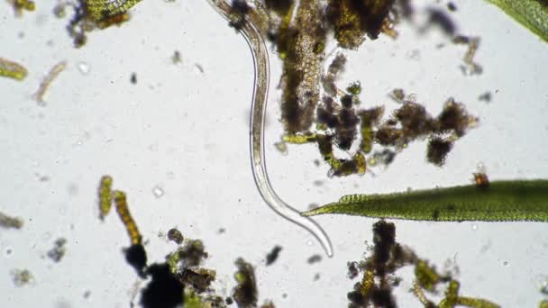Длинный червь-нематода ищет пищу в водорослях — стоковое видео