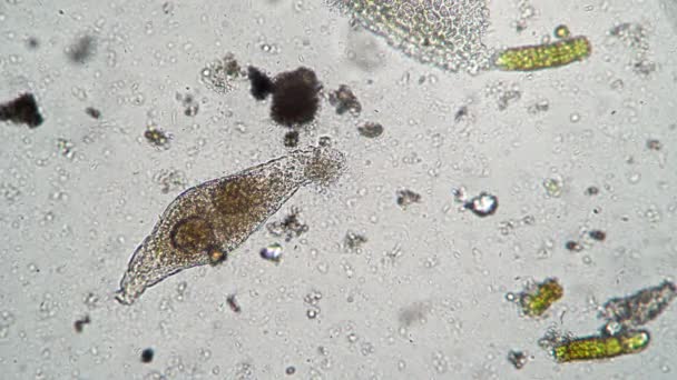 Een paar aaseter infusoria eten het lijk van een dode rotifer samen met een kolonie bacteriën — Stockvideo