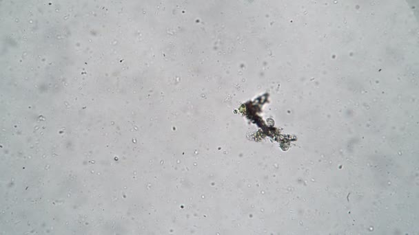 Due infusori si nutrono di alghe in un microcosmo di batteri — Video Stock