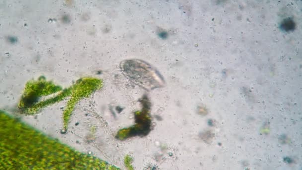 Ciliate Stylonychia mytilus питается в воде, населенной многочисленными бактериями крупным планом. — стоковое видео