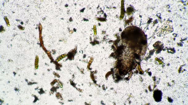 Koloni bakteri dan mikroorganisme memakan tungau debu mati. — Stok Video