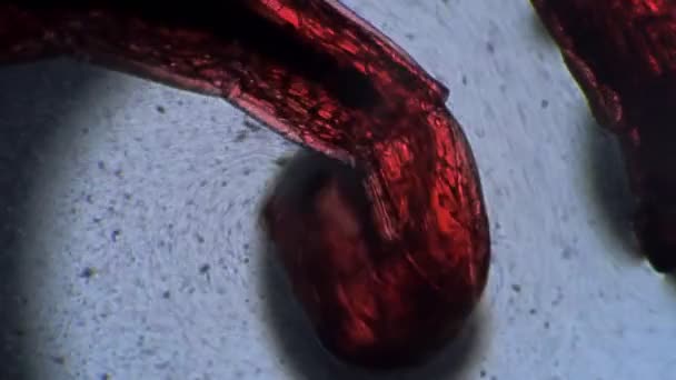 Личинки комаров Chironomidae перемещаются в грязной воде крупным планом под микроскопом — стоковое видео