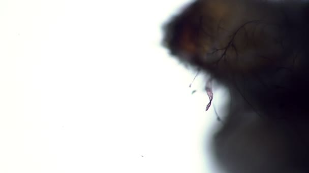 La mascella di una larva di un parassita Lo Stegobium paniceum a fuoco — Video Stock