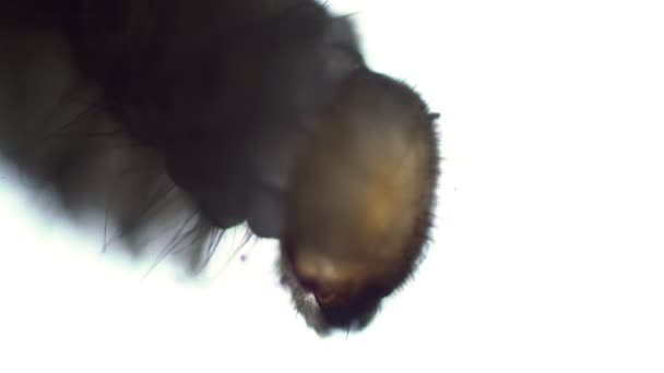 Stor larv av en inhemsk parasit Stegobium paniceum i fokus. — Stockvideo