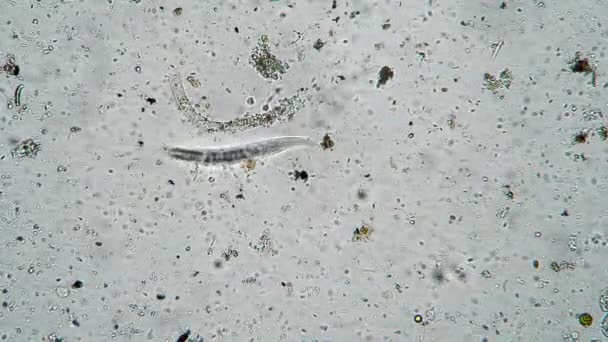 De nematode worm beweegt zich tussen talrijke clusters van bacteriën en micro-organismen — Stockvideo