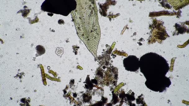 Um grande rotifer move-se entre uma variedade de microrganismos — Vídeo de Stock
