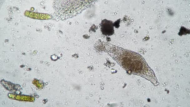 Ciliates carroñero en el organismo muerto rotifer se alimentan de él timelapse — Vídeo de stock
