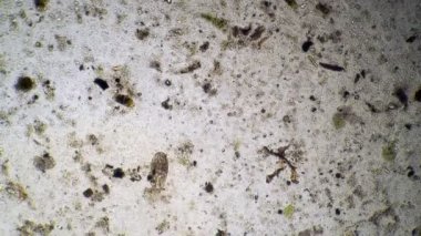 Gözetleme infusoria Stylonychia mytilus büyük bir bakteri kümesinde yüzüyor