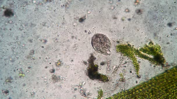 Actividad vital del ciliado Stylonychia mytilus en el microcosmos en el microscopio — Vídeos de Stock