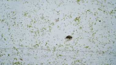 Silikat Stylonychia Mytilus bir damla suda dolaşır ve protozoayla beslenir.