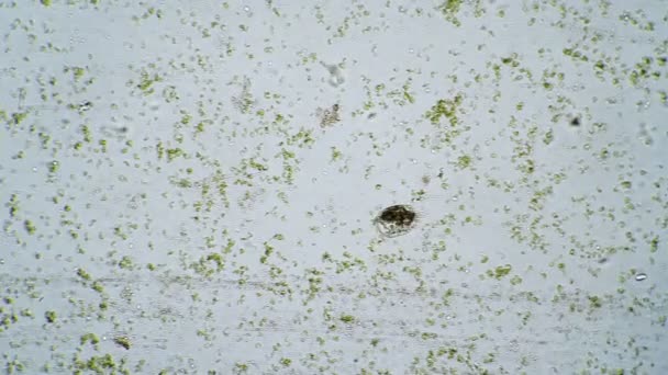 シリアテ・スタイロニキア・ミティルスは一滴の水で走り回り、原生動物に餌を与えます — ストック動画