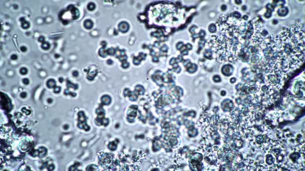 顕微鏡下でスティックや細菌から放出される乳酸 — ストック動画