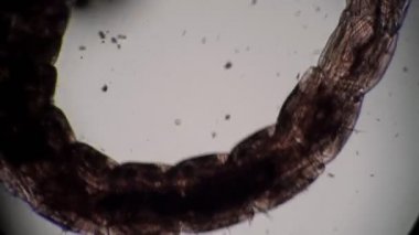 Larva sivrisineği Chironomidae mikroskopta kirli suda hareket eder.