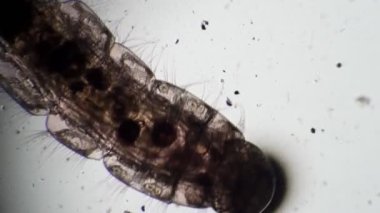 Baş Larva sivrisineği Chironomidae mikroskopta kirli sularda hareket eder.