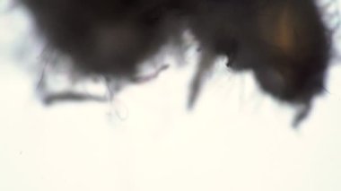 Kıllı larva başı bir ev hayvanı Eczane böceği