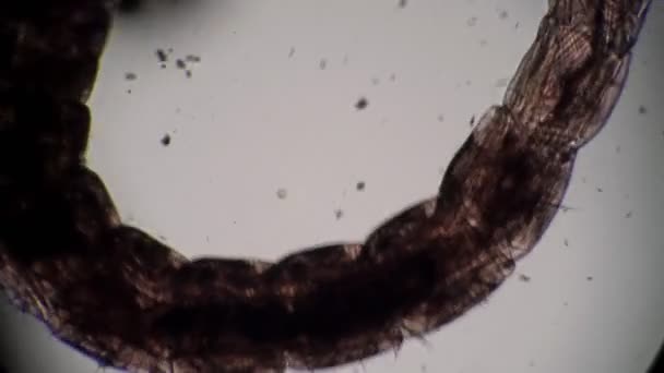 Larva mosquito Chironomidae moves in dirty water close-up in microscope — Stock Video