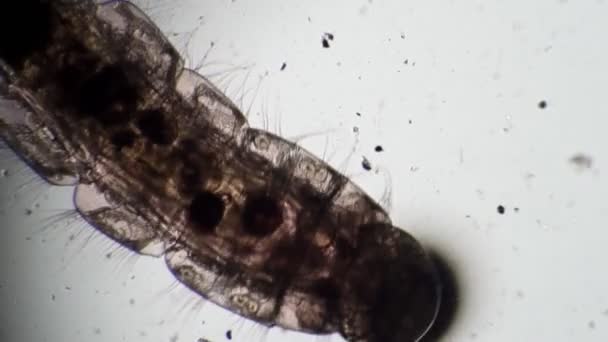 Голова личинкового комара Chironomidae переміщається у брудній воді під мікроскопом. — стокове відео