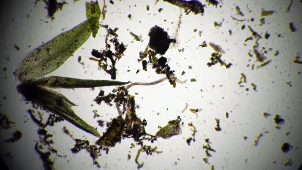 Microcosmo in una goccia d'acqua, verme nematode e infusori al microscopio — Video Stock