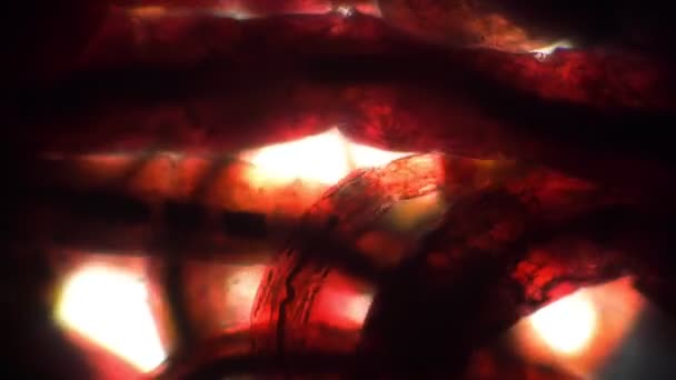 Bardzo mobilne, przezroczyste czerwone robaki pod mikroskopem — Wideo stockowe