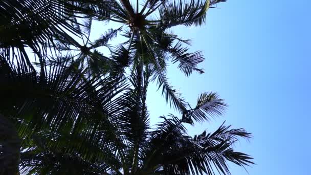 Hojas de palmera saludando al viento frente al cielo despejado — Vídeo de stock