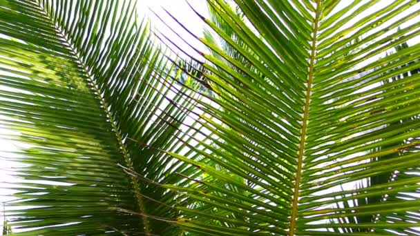 Vista lateral del viento moviendo las hojas de la palmera — Vídeo de stock