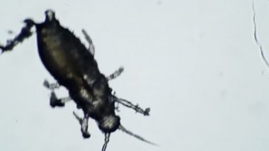 Bir çiçek paraziti beyaz bir arka planda sürünür.