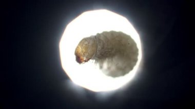 Mikroskopta ışıkta büyük bir larva Stegobium paniği belirir..