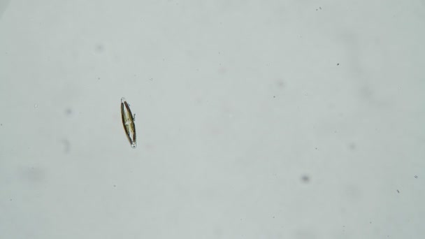 Cyanobacteria diatomea algas cymbella aisladas sobre un fondo blanco en un microscopio — Vídeos de Stock